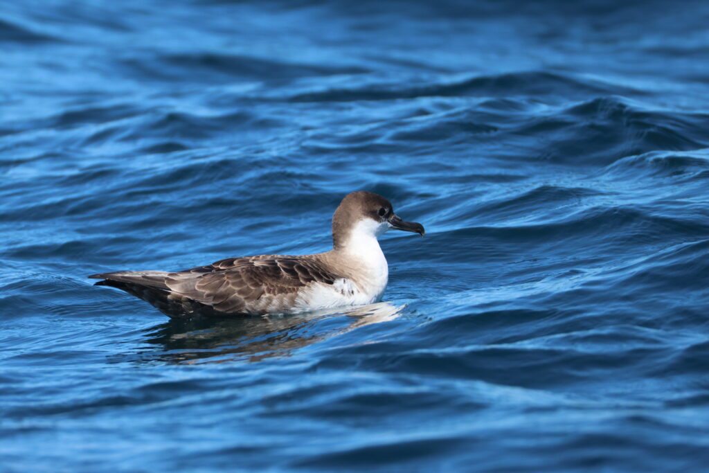 De Tristan da Cunha à l'île de Batz en passant par le Groënland. Le Puffin majeur est de retour. 2h4a3775
