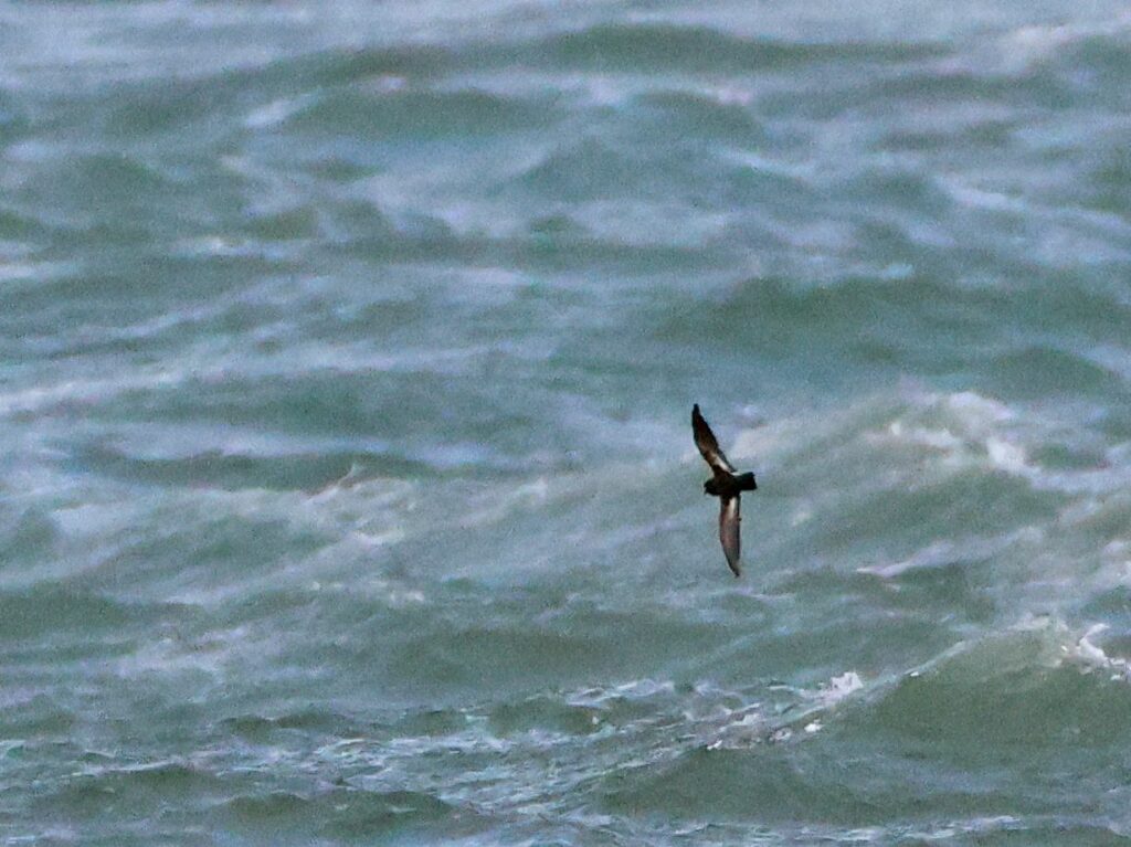 Le seawatching : des données sur les oiseaux de mer par tous les temps, très standardisées et d'un coût raisonnable. Eléments de comparaison avec les sorties en mer. Contexte local du projet Offshore BNO prévu au large de l'île de Batz. 1792850034310