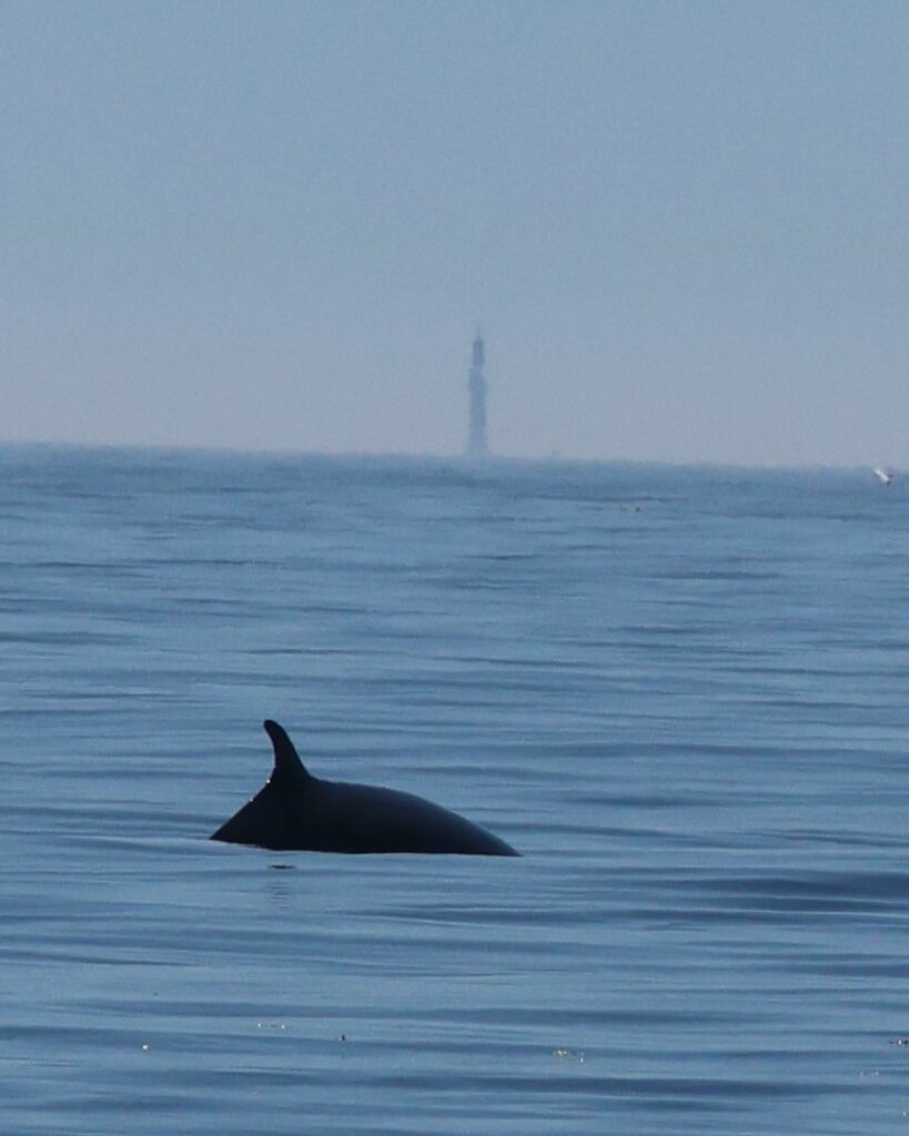 Petit Rorqual, une authentique baleine à fanons wp 17834053986512871995432221970274